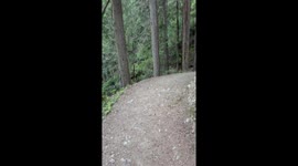 Cougar Watches Hiker On Garibaldi Lake Trail