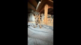 Adorable Joey Kangaroo Takes First Wobbly Hops