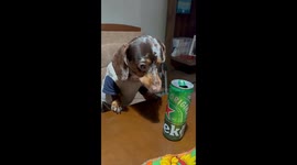 Growling Beer Security Activated