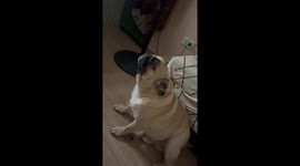 Pet pug licks the air while waiting for dinner