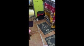 Pet dog cools off by dipping her body in water bowl