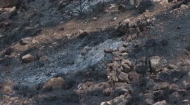 Illegal Israeli settlers set fire to olive trees in Nablus