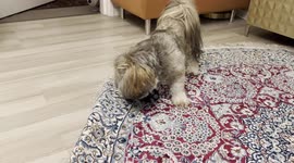 Happy Dog zoomies