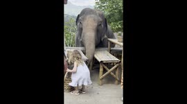 Toddler feeds bananas to elephant in Chiang Mai