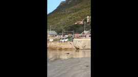 Gull Steals My Dog's Boll