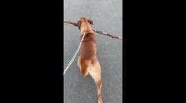 Romping Dog Has Solo Stick Scuffle