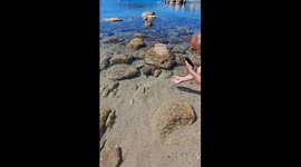 A Curious Octopus