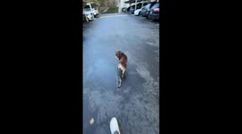 Law of the Leash