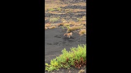 Fight Between Fox and Ground Squirrel