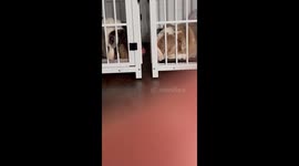 Love Birds Separated By Their Kennels