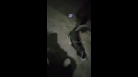 Stray cat follows resident home in China