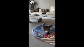 Playful cat runs in circles on water-filled pad