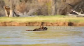Watch: Moose Swims, Shakes Off, Gallops Away Gracefully