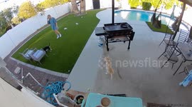 Accidental Dog Smackdown