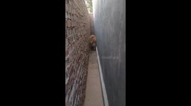 Pet dog paces back-and-forth in narrow alley