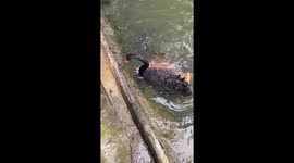 Swan shares food with Koi fish in pond