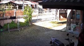 Pomeranian chases chicken only to be forced back by feisty bird