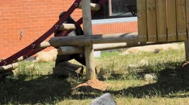 Gorillas given blocks of ice to help them cool down during UK heatwave