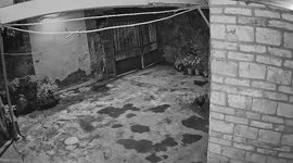 Elephant rams through gate to break into house in China