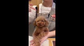 Tiny terror in a dog cafe turns unforgettable poodle encounter in Japan