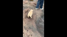 Puppy follows owner along rocks only to fall into deep pool