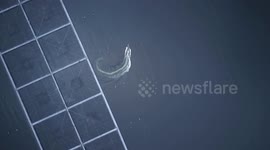 Chile: Chile's salmon farms lead eco-friendly transition in global aquaculture