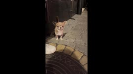 Funny interaction with playful dog in Moscow, Russia