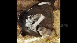 Mother and Child - Hatchday