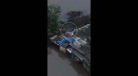 wo Dogs Trapped for Three Days in Surat Floods Rescued by Chirag Sali