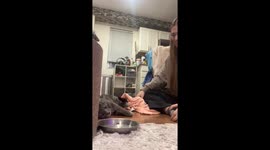 Cat refuses to stand in Christmas outfit in Washington, D.C., USA