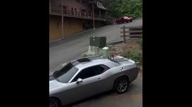 Wild bear climbs into pickup truck in Gatlinburg, Tennessee, USA
