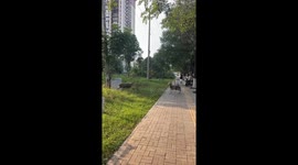 Two sheep headbutt in roadside clash in Anhui, China