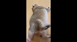 Chubby cat rolls away in irritation in Shanghai, China