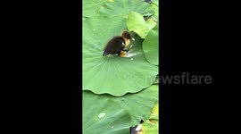 Duckling plays and bathes on lotus leaf in adorable scene