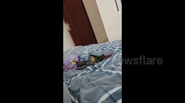 Playful parrot hitches ride on companion's tail