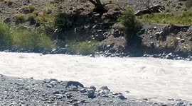 Fearless dog crosses river despite raging torrent (longer version)