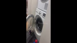 Cat uses washing machine drum like a running wheel in Vancouver, Canada