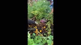 First graders uncover giant carrot in Lompoc, California