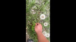 Dog jumps and eats dandelion in Tooele, Utah, USA
