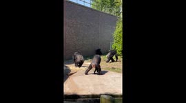Curious monkey checks out its friend during playfight in Chester, England