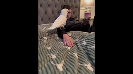 Cockatoo climbs and plays on owner's chest in Middlesbrough, UK