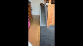 Dog rolls down ramp while biting it in London, England