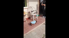 Cat playfully ambushes dachshund in Córdoba, Argentina