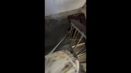 Dog goes bunny hopping down the stairs in Jiangsu, China