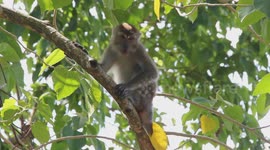New Discovery, Adult Monkey Without Tail Found in Indonesian Forest
