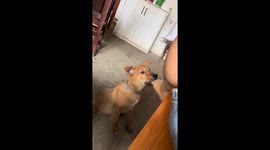 Dog playfully tries to lick owner’s feet in Anhui, China