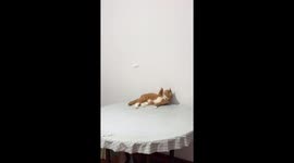 Cat joins ping pong rally with owner in Anhui, China