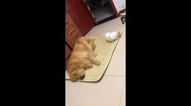Golden retriever's dream interrupts nap time in Jiangsu, China