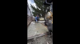 Dog walks across wet cement in Ulyanovsk, Russia