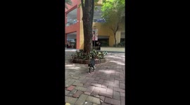 Bird dive bombs chilled-out cat who shrugs off avian attacker